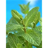 Aromatic Refill - CLEAR