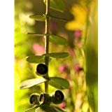 Aromatic Refill - CALM