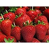 Aromatic Refill - STRAWBERRY